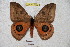  ( - BC-RBP 4639)  @11 [ ] Copyright (2010) Ron Brechlin Unspecified