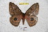  ( - BC-RBP 4686)  @13 [ ] Copyright (2010) Ron Brechlin Unspecified