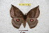  (Gamelia nadezhdae - BC-RBP 4748)  @15 [ ] Copyright (2010) Ron Brechlin Unspecified