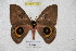  ( - BC-RBP 4752)  @14 [ ] Copyright (2010) Ron Brechlin Unspecified