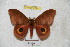  ( - BC-RBP 4790)  @14 [ ] Copyright (2010) Ron Brechlin Research Collection of Ron Brechlin