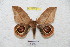  (Leucanella flavissima - BC-RBP 4811)  @14 [ ] Copyright (2010) Ron Brechlin Research Collection of Ron Brechlin
