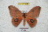  ( - BC-RBP 4821)  @13 [ ] Copyright (2010) Ron Brechlin Research Collection of Ron Brechlin