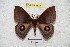  ( - BC-RBP 4830)  @14 [ ] Copyright (2010) Ron Brechlin Research Collection of Ron Brechlin