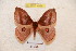  ( - BC-RBP 4896)  @13 [ ] Copyright (2010) Ron Brechlin Research Collection of Ron Brechlin
