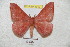  (Hirpida boliviochoba - BC-RBP 4912)  @14 [ ] Copyright (2010) Ron Brechlin Research Collection of Ron Brechlin