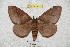  ( - BC-RBP 4928)  @12 [ ] Copyright (2010) Ron Brechlin Research Collection of Ron Brechlin