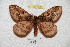  (Pseudodirphia thiaucourti - BC-RBP 4930)  @14 [ ] Copyright (2010) Ron Brechlin Research Collection of Ron Brechlin