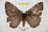  ( - BC-RBP 4933)  @13 [ ] Copyright (2010) Ron Brechlin Research Collection of Ron Brechlin