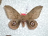  (Leucanella inti - BC-HKT 0007)  @14 [ ] Copyright (2011) Ron Brechlin Research Collection of Ron Brechlin