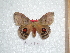  ( - BC-HKT 0019)  @14 [ ] Copyright (2011) Ron Brechlin Research Collection of Ron Brechlin