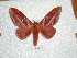  (Rachesa reventador - BC-HKT 0032)  @14 [ ] Copyright (2011) Ron Brechlin Research Collection of Ron Brechlin