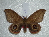  ( - BC-HKT 0118)  @14 [ ] Copyright (2012) Ron Brechlin Research Collection of Ron Brechlin