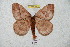  ( - BC-RBP 5973)  @14 [ ] Copyright (2010) Ron Brechlin Research Collection of Ron Brechlin