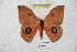 ( - BC-RBP 5989)  @11 [ ] Copyright (2010) Ron Brechlin Research Collection of Ron Brechlin