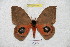  ( - BC-RBP 5990)  @13 [ ] Copyright (2010) Ron Brechlin Research Collection of Ron Brechlin