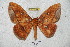  ( - BC-RBP 5996)  @14 [ ] Copyright (2010) Ron Brechlin Research Collection of Ron Brechlin