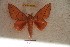  ( - BC-RBP 6006)  @13 [ ] Copyright (2010) Ron Brechlin Research Collection of Ron Brechlin