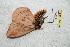  ( - BC-RBP 6030)  @12 [ ] Copyright (2010) Ron Brechlin Research Collection of Ron Brechlin