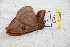  ( - BC-RBP 6033)  @12 [ ] Copyright (2010) Ron Brechlin Research Collection of Ron Brechlin