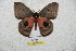  ( - BC-RBP 6052)  @12 [ ] Copyright (2010) Ron Brechlin Research Collection of Ron Brechlin