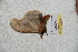  ( - BC-RBP 6054)  @12 [ ] Copyright (2010) Ron Brechlin Research Collection of Ron Brechlin