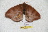  ( - BC-RBP 6058)  @13 [ ] Copyright (2010) Ron Brechlin Research Collection of Ron Brechlin