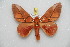  ( - BC-RBP 6015)  @13 [ ] Copyright (2010) Ron Brechlin Research Collection of Ron Brechlin