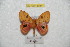  ( - BC-RBP 6084)  @13 [ ] Copyright (2010) Ron Brechlin Research Collection of Ron Brechlin