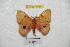  ( - BC-RBP 6086)  @13 [ ] Copyright (2010) Ron Brechlin Research Collection of Ron Brechlin