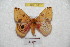  ( - BC-RBP 6087)  @13 [ ] Copyright (2010) Ron Brechlin Research Collection of Ron Brechlin