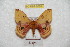  ( - BC-RBP 6088)  @13 [ ] Copyright (2010) Ron Brechlin Research Collection of Ron Brechlin