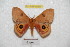  ( - BC-RBP 6089)  @12 [ ] Copyright (2010) Ron Brechlin Research Collection of Ron Brechlin