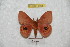 ( - BC-RBP 6095)  @11 [ ] Copyright (2010) Ron Brechlin Research Collection of Ron Brechlin