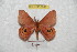  ( - BC-RBP 6097)  @13 [ ] Copyright (2010) Ron Brechlin Research Collection of Ron Brechlin