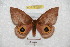  ( - BC-RBP 6109)  @14 [ ] Copyright (2010) Ron Brechlin Research Collection of Ron Brechlin