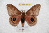  ( - BC-RBP 6110)  @14 [ ] Copyright (2010) Ron Brechlin Research Collection of Ron Brechlin