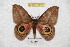  ( - BC-RBP 6112)  @13 [ ] Copyright (2010) Ron Brechlin Research Collection of Ron Brechlin