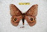  ( - BC-RBP 6114)  @11 [ ] Copyright (2010) Ron Brechlin Research Collection of Ron Brechlin