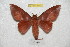  ( - BC-RBP 6133)  @14 [ ] Copyright (2010) Ron Brechlin Research Collection of Ron Brechlin