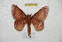  ( - BC-RBP 6134)  @14 [ ] Copyright (2010) Ron Brechlin Research Collection of Ron Brechlin