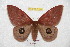  ( - BC-RBP 6138)  @11 [ ] Copyright (2010) Ron Brechlin Research Collection of Ron Brechlin