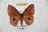  ( - BC-RBP 6213)  @13 [ ] Copyright (2010) Ron Brechlin Research Collection of Ron Brechlin