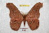  ( - BC-RBP 6216)  @13 [ ] Copyright (2010) Ron Brechlin Research Collection of Ron Brechlin