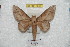  (Citioica analis - BC-RBP 6243)  @14 [ ] Copyright (2010) Ron Brechlin Research Collection of Ron Brechlin