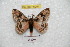  ( - BC-RBP 6254)  @12 [ ] Copyright (2010) Ron Brechlin Research Collection of Ron Brechlin