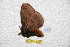  ( - BC-RBP 6260)  @13 [ ] Copyright (2010) Ron Brechlin Research Collection of Ron Brechlin