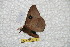  ( - BC-RBP 6272)  @12 [ ] Copyright (2010) Ron Brechlin Research Collection of Ron Brechlin