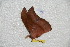  ( - BC-RBP 6281)  @12 [ ] Copyright (2010) Ron Brechlin Research Collection of Ron Brechlin