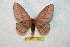  (Anisota dismexicana - BC-RBP 6334)  @14 [ ] Unspecified (default): All Rights Reserved  Ron Brechlin Unspecified